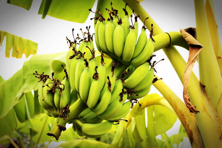 How to Use Bananas to Control Your Caloric Intake and Meet Your Health Goals